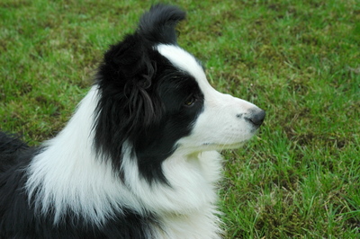 Black pearl of shamrock field